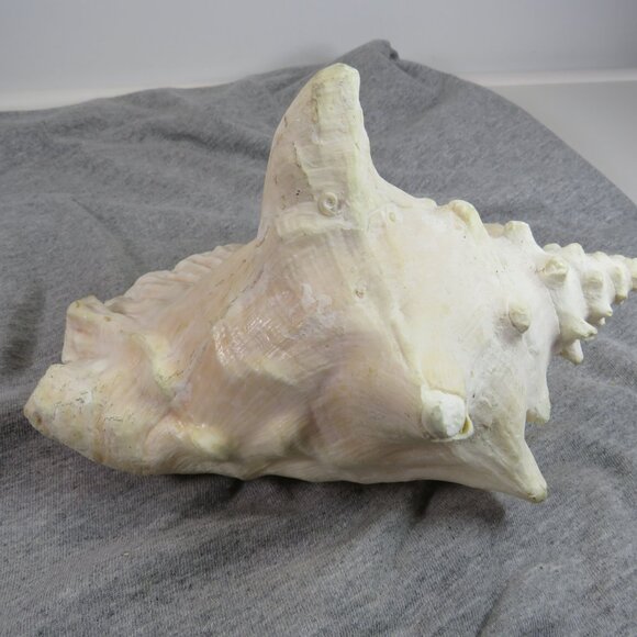 Large REAL Conch Sea Shell 7" tall 9" wide has some chips Tan pink white outer - Picture 7 of 10